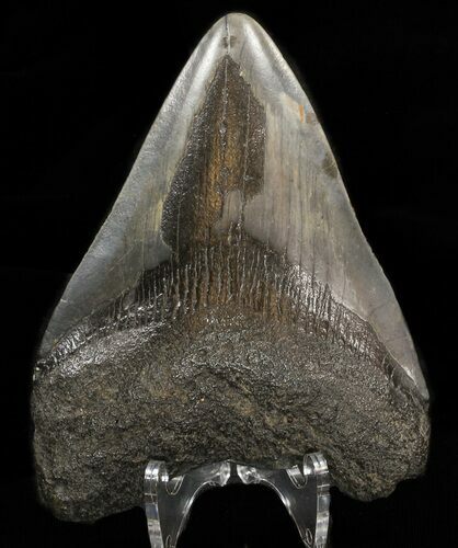Bargain Megalodon Tooth - North Carolina #38710